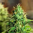 Sweet Tooth Auto - Bulk Seed Bank Sweet Tooth Auto - Bulk Seed Bank