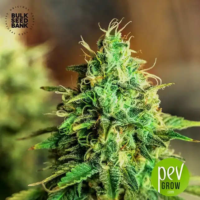 Sweet Tooth Auto - Bulk Seed Bank 1