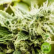 White Prussian Auto - Bulk Seed Bank