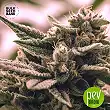 White Widow Auto - Bulk Seed Bank