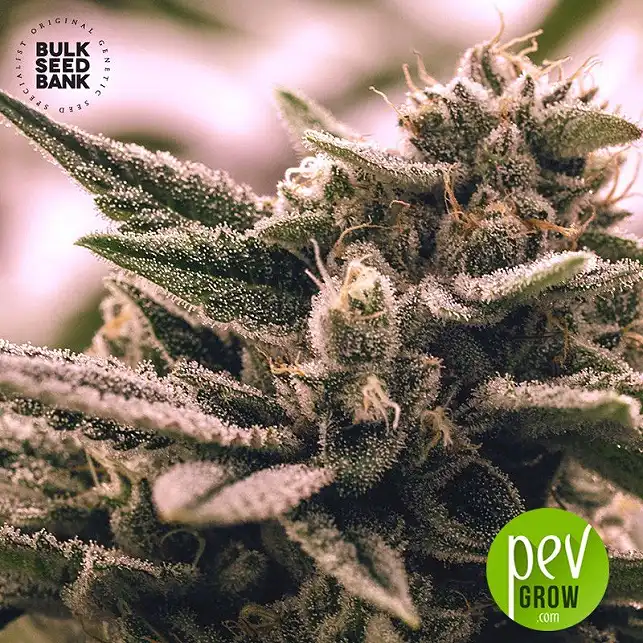 White Widow Auto - Bulk Seed Bank