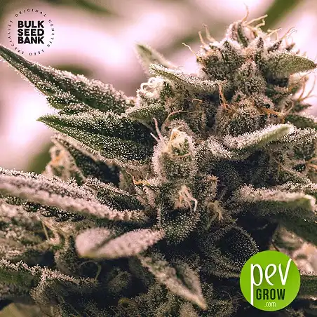 White Widow Auto - Bulk Seed Bank