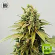Wild Dwarf Auto - Bulk Seed Bank