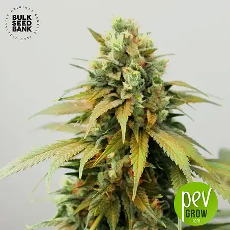 Wild Dwarf Auto - Bulk Seed Bank