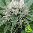 Auto Blueberry Berry The Bulk Seeds - Bulk Seed Bank