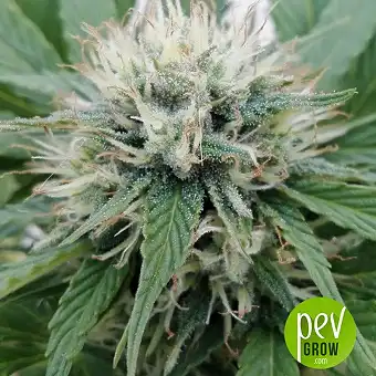 Auto Blueberry Berry The Bulk Seeds - Bulk Seed Bank