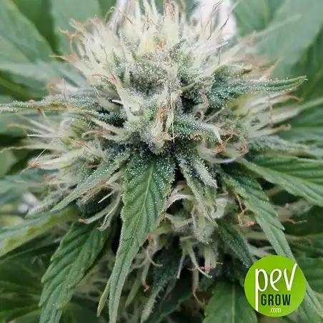 Auto Blueberry Berry The Bulk Seeds - Bulk Seed Bank