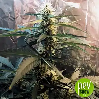 Bubblegum Extra Auto The Bulk Seeds - Bulk Seed Bank