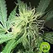 Chronical Auto - The Bulk Seeds - Bulk Seed Bank