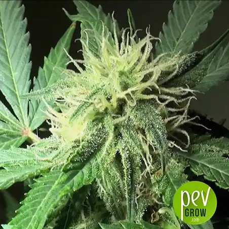 Chronical Auto - The Bulk Seeds - Bulk Seed Bank