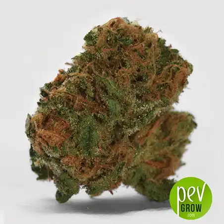 Cocopopo Auto - The Bulk Seeds - Bulk Seed Bank