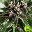 Devil's Kiss Auto - Bulk Seed Bank
