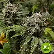 Dubai Poison Auto - Bulk Seed Bank