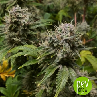 Dubai Poison Auto