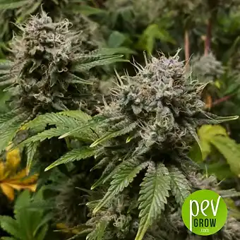 Dubai Poison Auto - Bulk Seed Bank