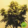East Ryder Auto - Bulk Seed Bank