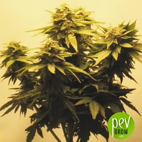 East Ryder Auto - Bulk Seed Bank