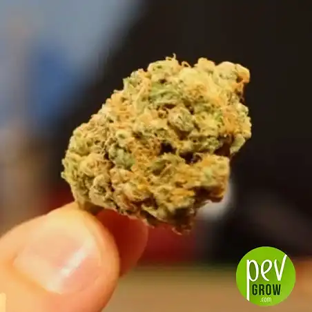 Good Wild Shark Auto - Bulk Seed Bank