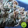 Hindu Kush Auto - Bulk Seed Bank