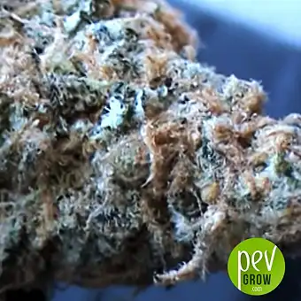 Hindu Kush Auto - Bulk Seed Bank