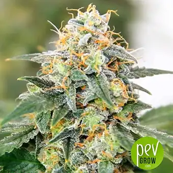 Jack Hair Auto - Bulk Seed Bank
