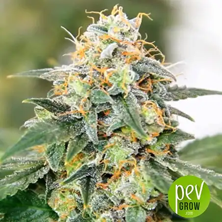 Jack Hair Auto - Bulk Seed Bank