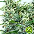 Kali's Mistery Auto - Bulk Seed Bank