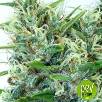 Kali's Mistery Auto - Bulk Seed Bank
