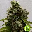 Lavender Best Auto - Bulk Seed Bank