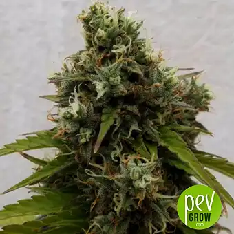 Lavender Best Auto - Bulk Seed Bank
