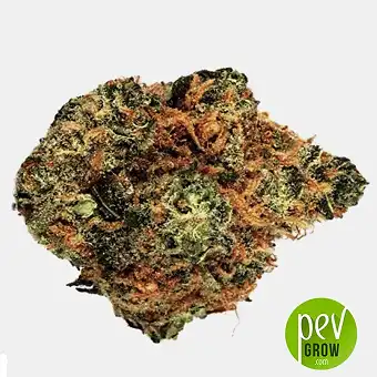 Lime Skunk Auto - Bulk Seed Bank