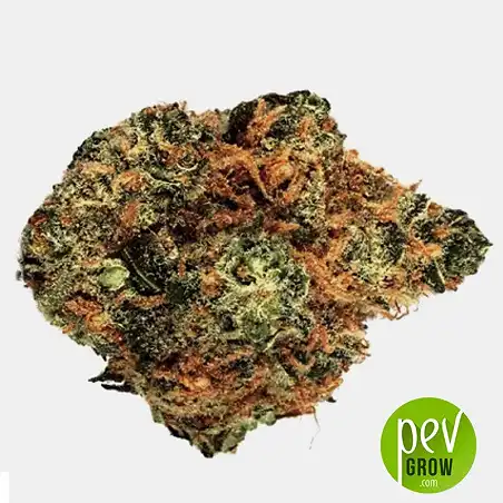 Lime Skunk Auto - Bulk Seed Bank