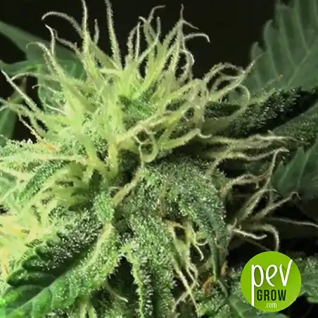 Loveryder Auto - Bulk Seed Bank