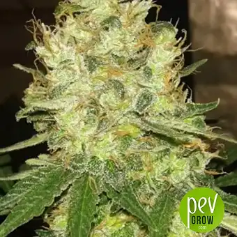 Mazar Extra Auto - Bulk Seed Bank