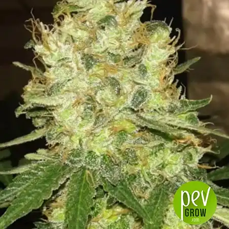 Mazar Extra Auto - Bulk Seed Bank