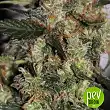 NBA Diesel Auto - Bulk Seed Bank