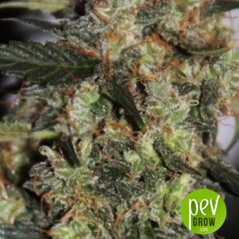 NBA Diesel Auto