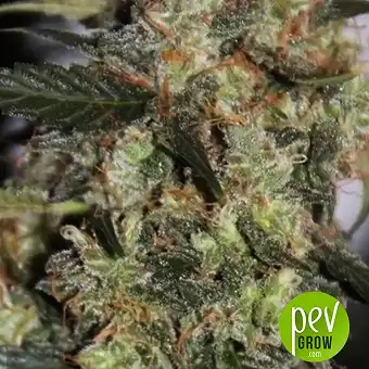 NBA Diesel Auto - Bulk Seed Bank
