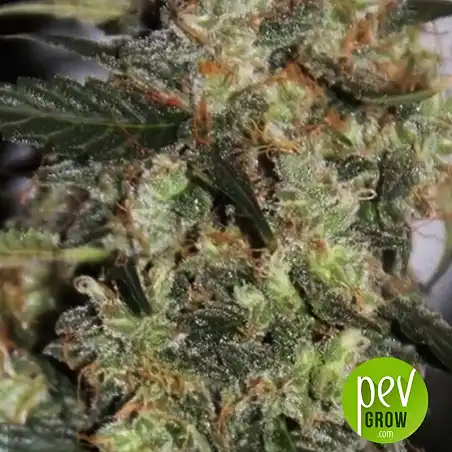 NBA Diesel Auto - Bulk Seed Bank