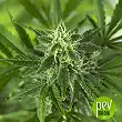OG Kush Auto Bulk Seed Bank