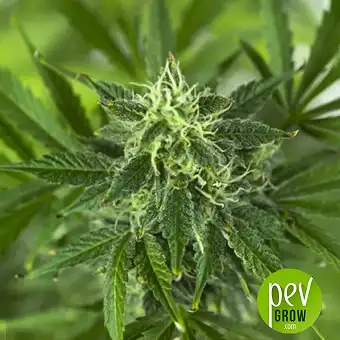OG Kush Auto Bulk Seed Bank