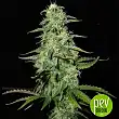 Perfect Power Plant Auto - Bulk Seed Bank