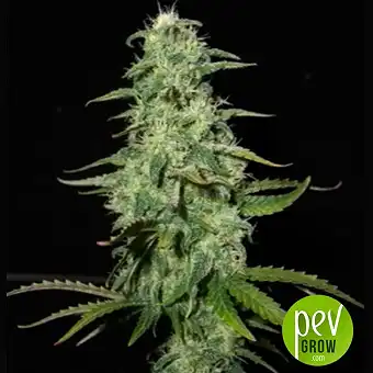 Perfect Power Plant Auto - Bulk Seed Bank