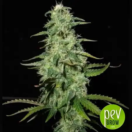 Perfect Power Plant Auto - Bulk Seed Bank