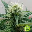 Sour Diesel Auto - Bulk Seed Bank