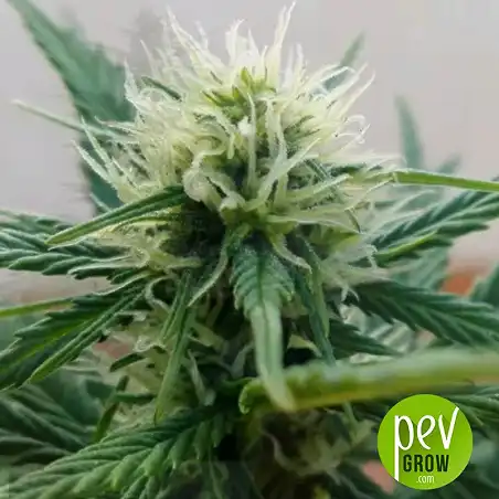 Sour Diesel Auto - Bulk Seed Bank