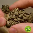 Special Skunk Auto - Bulk Seed Bank