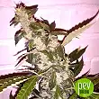 Sweet Tooth Auto - Bulk Seed Bank