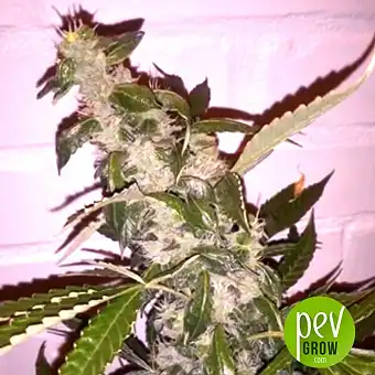 Sweet Tooth Auto - Bulk Seed Bank