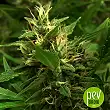 White Prussian Auto - Bulk Seed Bank